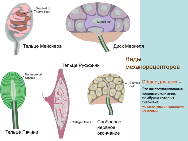 Тельце Мейснера Диск Меркеля Тельце Пачини Тельце Руффини Свободное нервное окончание Виды механорецепторов Общее